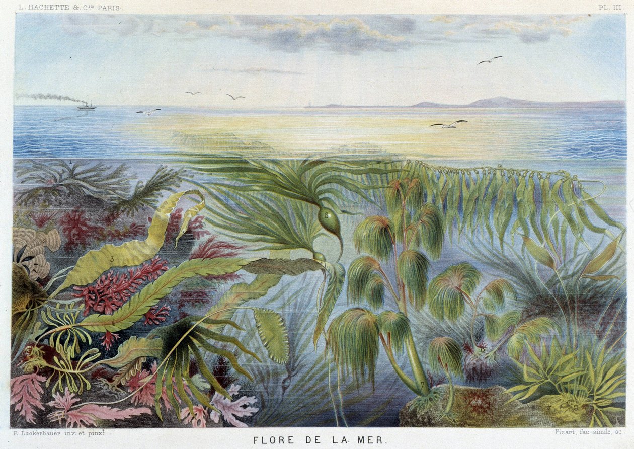 Flora morska - w "Le Monde de la Mer" Alfreda Fredola, wyd. Paryż, Hachette. autorstwa French School