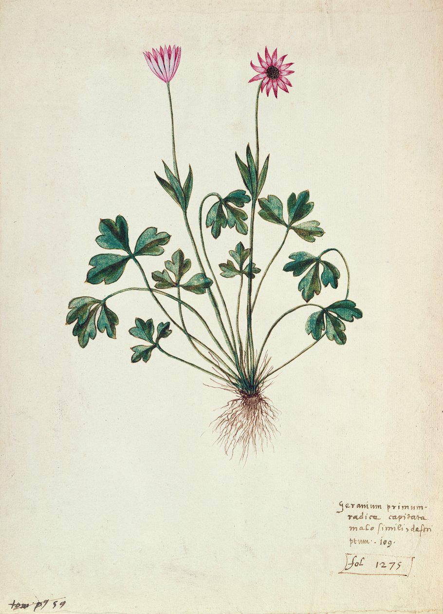 Fol.1275 Geranium (wc na papierze) autorstwa French School