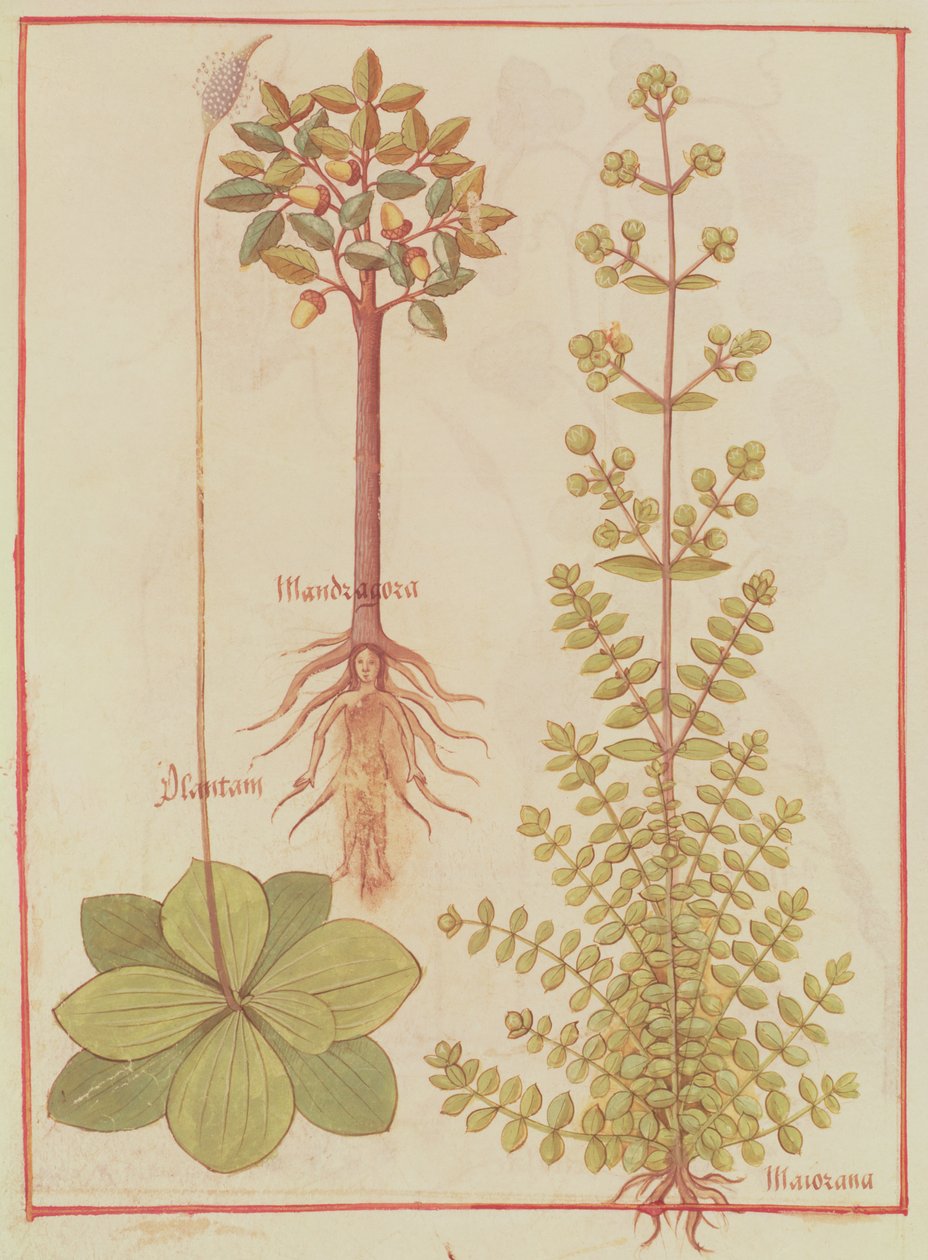 Fr 12322 f.180v Babka, majeranek i mandragora, z Livre des Simples Medecines, c.1520-30 autorstwa French School