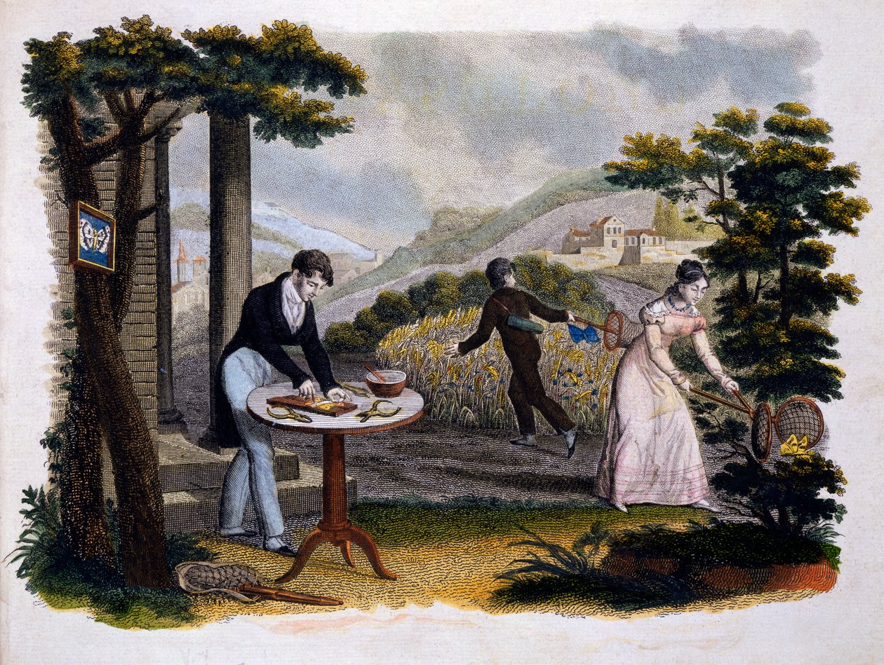 Frontyspis z Les Papillons... Eugene Balland (1796-c.1850), wyd. P. Blanchard, Lecerf, Paryż, 1823 (kolorystyka) autorstwa French School