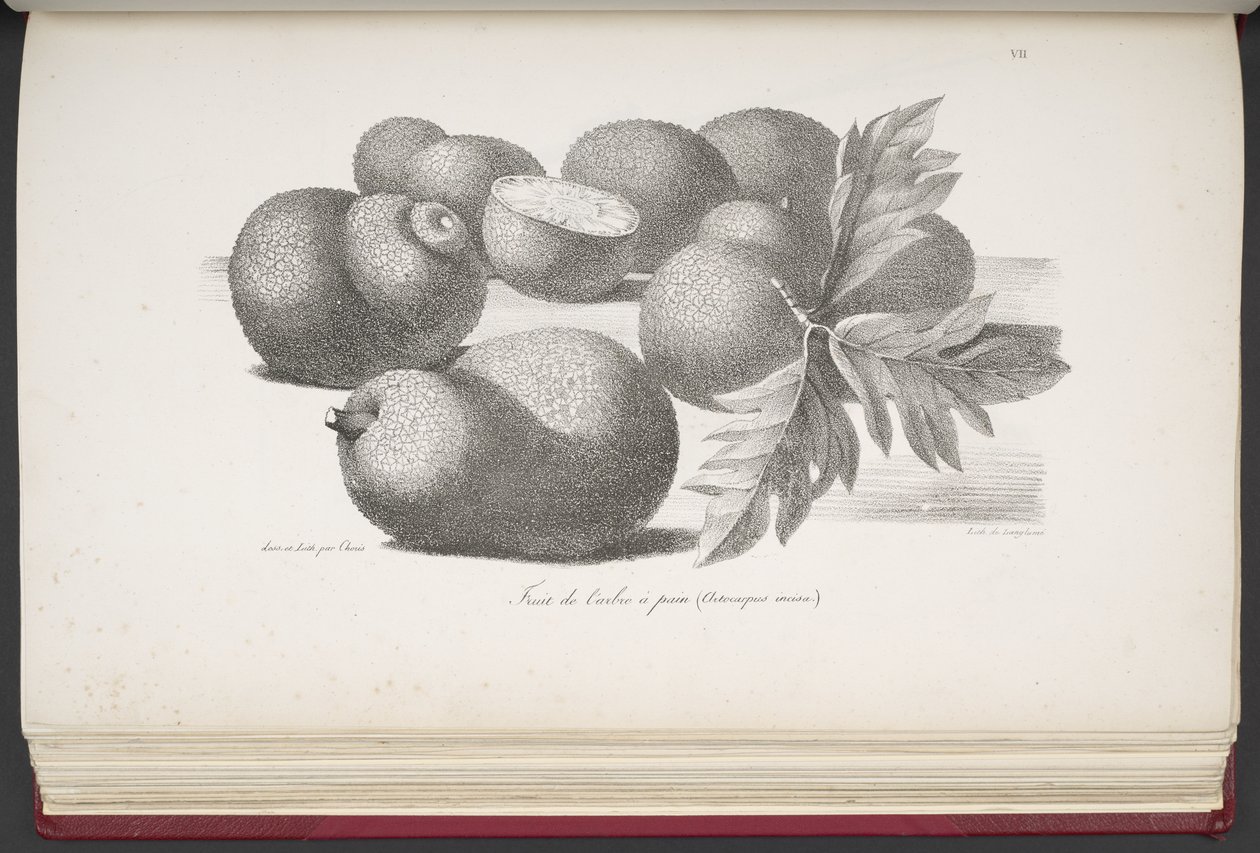 Fruit, z Malowniczej podróży dookoła świata, z portretami dzikich w Ameryce, Azji, Afryce i na Wyspach Wielkiego Oceanu; krajobrazy, widoki na morze i kilka obiektów historii naturalnej; wraz z opisami M. le b autorstwa French School