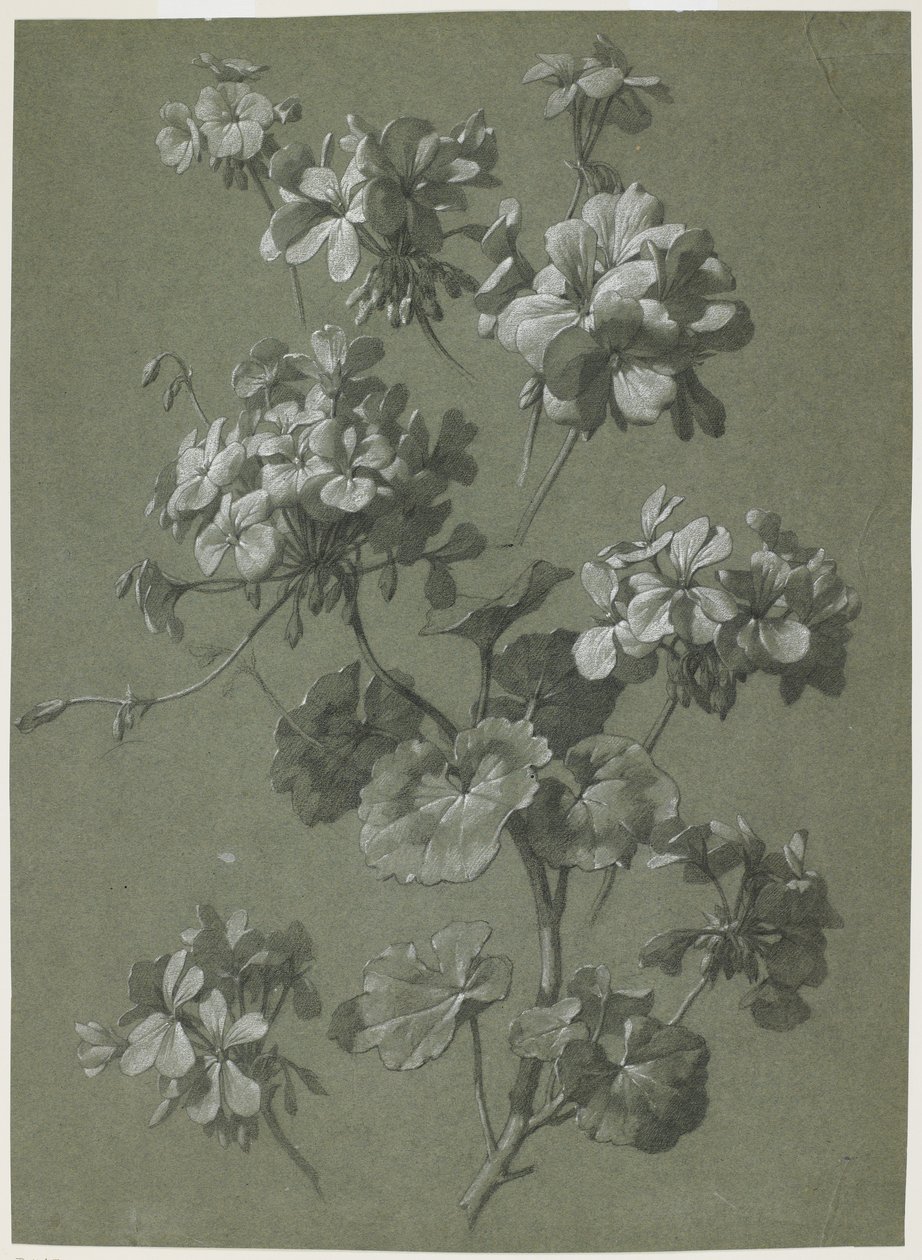 Geranium (Pelargonium sp.), ok. 1800 (węgiel i biała kreda, zielony splot) autorstwa French School