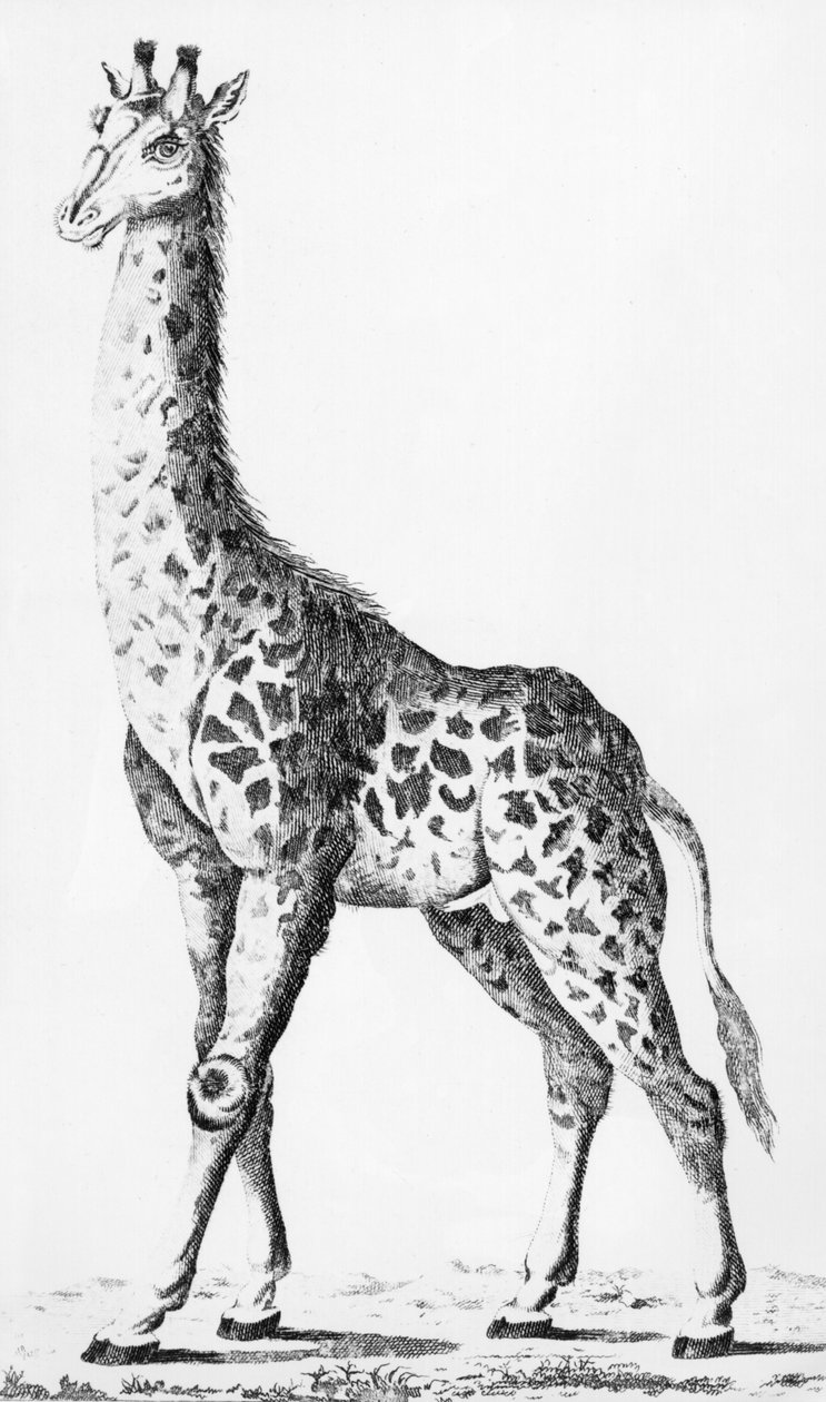 Żyrafa przywieziona przez pana Levaillanta podczas podróży po Afryce, ilustracja z Observations sur la Physique, sur lHistoire Naturelle et sur les Arts, przedstawia Mgr. Hrabia Artois, grudzień 1789 autorstwa French School