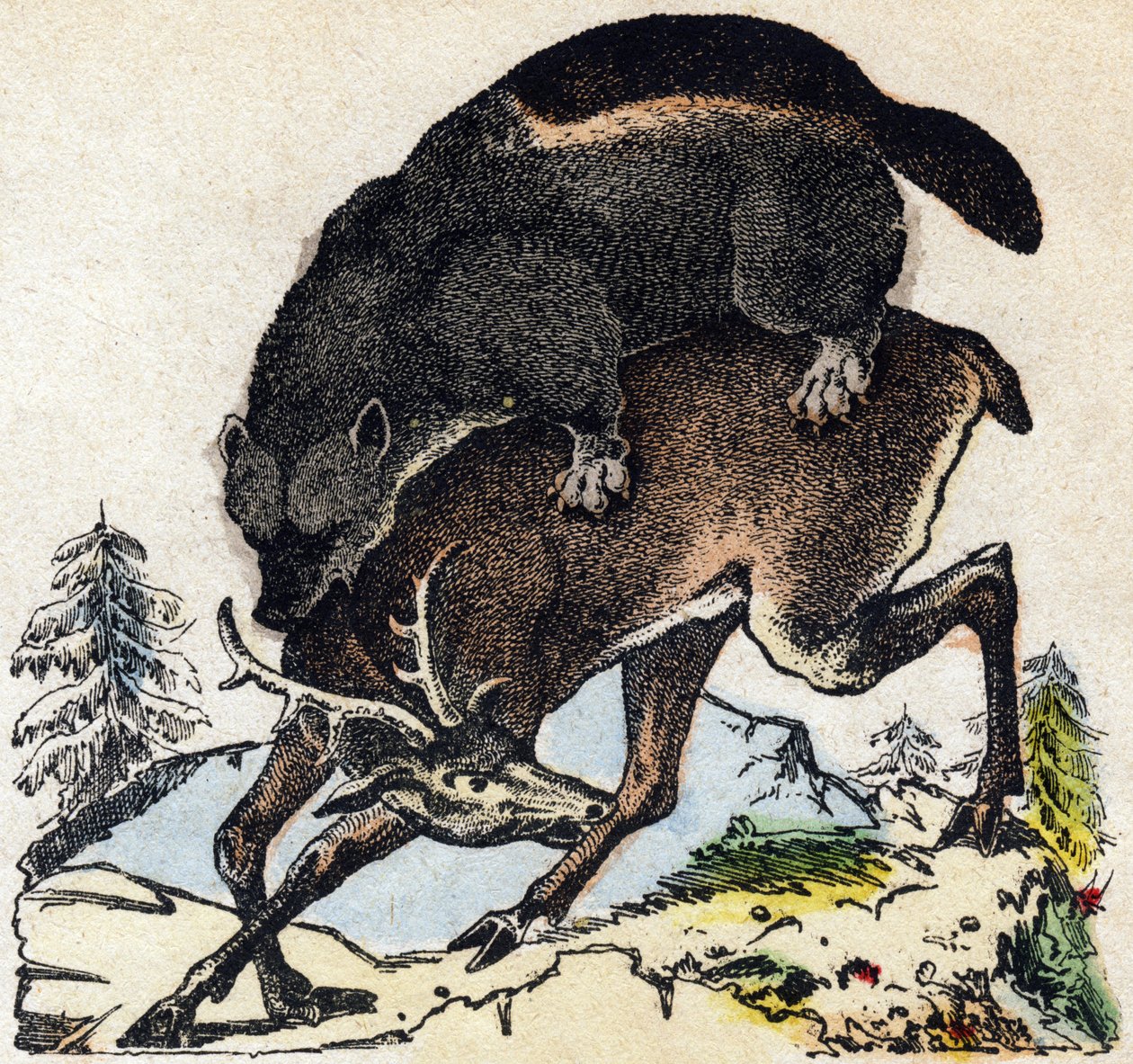 Żarłok. Grawerowanie w „Alfabet des animaux sauvages””. 9. seria. Obraz Epinal, Pellerin, drukarz-wydawca, ok. 1870 r. Ryciny na drewnie, szablon. 16 stron. Wymiary: 20 x 15 cm. Prywatna kolekcja autorstwa French School