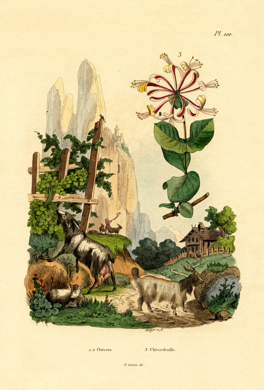 Kozy, 1833-39 autorstwa French School