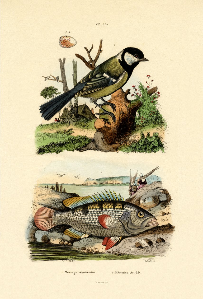 bogatka, 1833-39 autorstwa French School