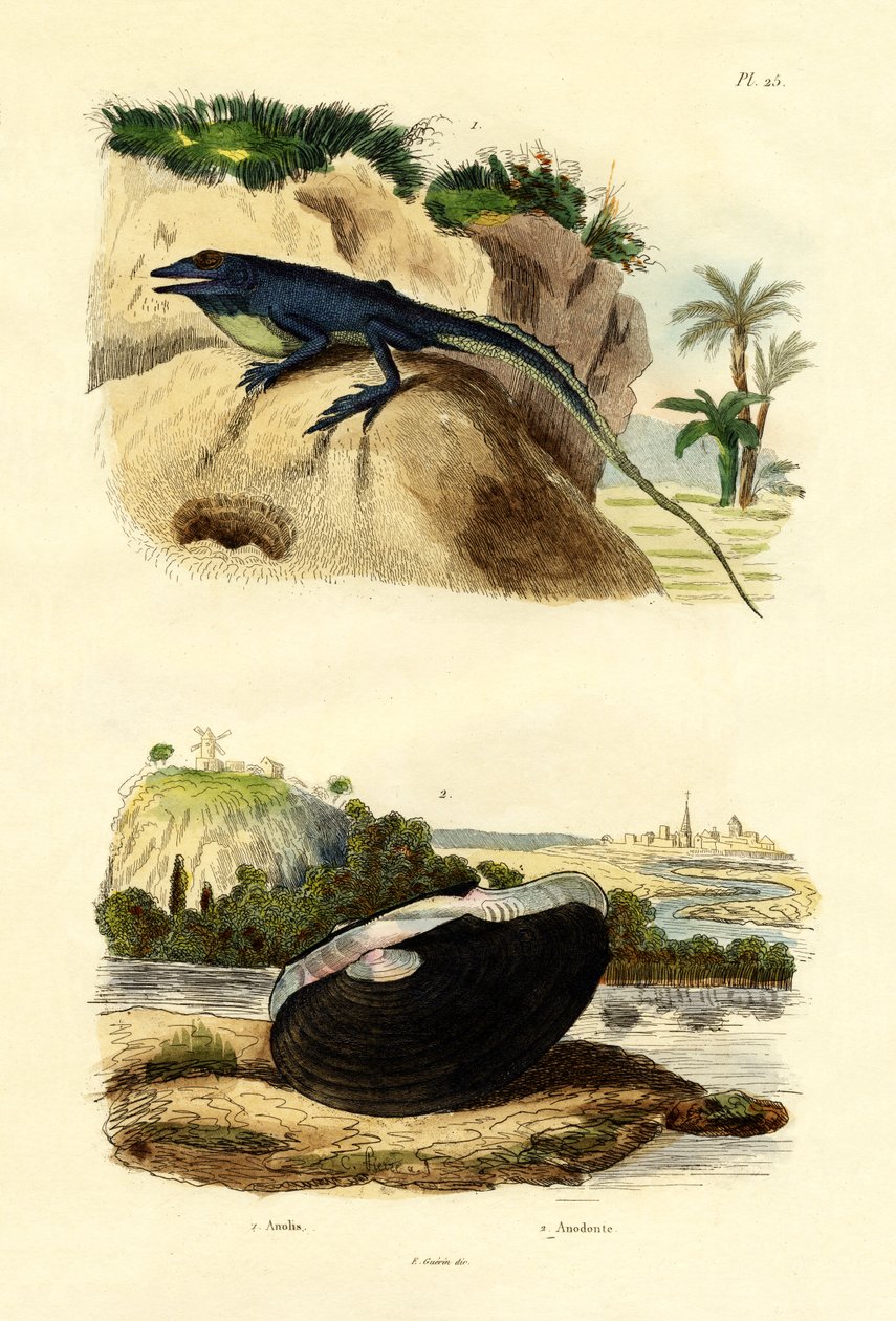 Anolis zielony, 1833-39 autorstwa French School