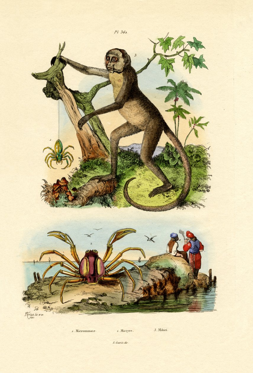 Zielony Pająk Łowcy, 1833-39 autorstwa French School
