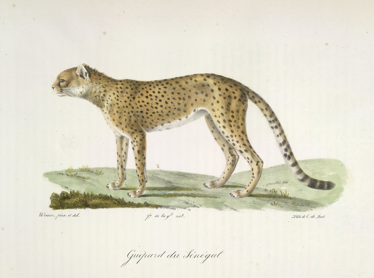 Senegal Gepard, z Historii Naturalnej Ssaków (kolor lito) autorstwa French School