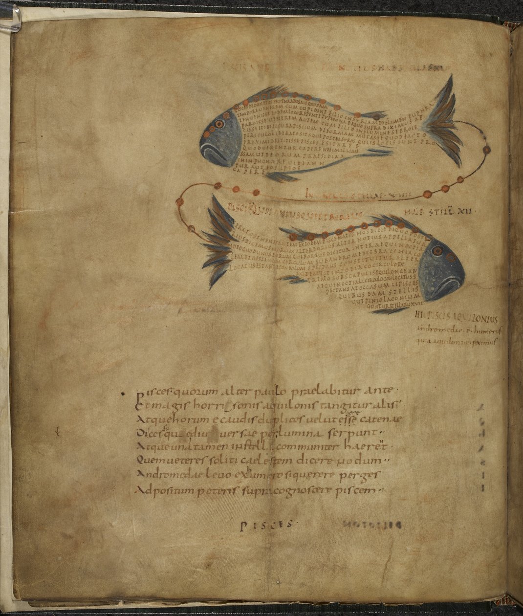 Harley 647, f.3v Ilustracja konstelacji Ryb, z „Aratusa” Marcusa Tulliusa Cicero, c.1820-40 (welum) autorstwa French School