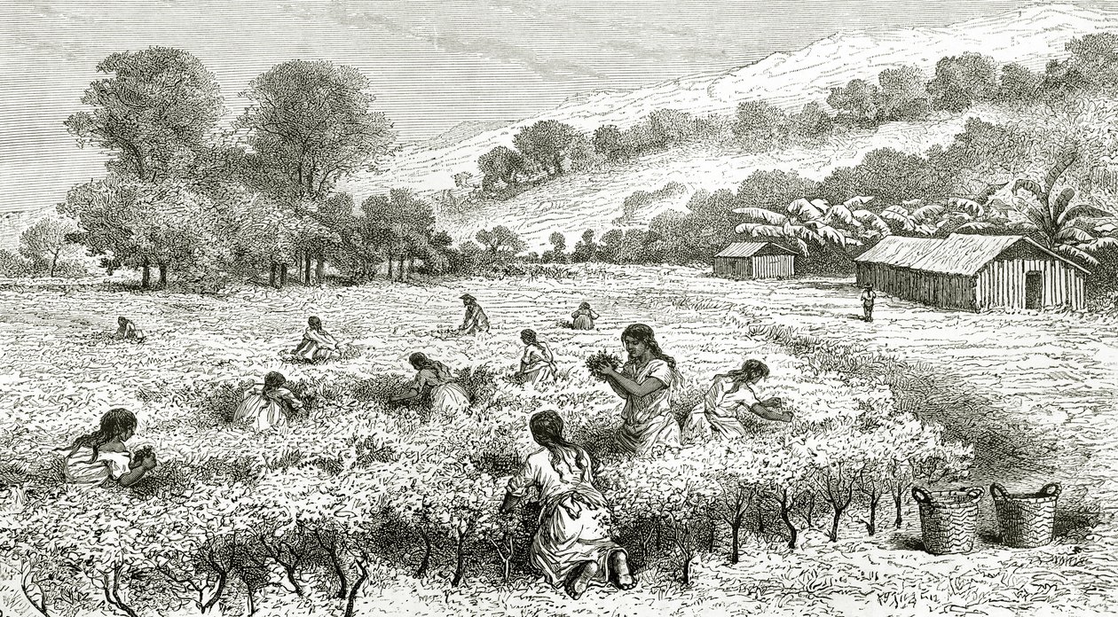 Żniwa koki, Peru, ilustracja z magazynu Le Tour du Monde, 1877 autorstwa French School
