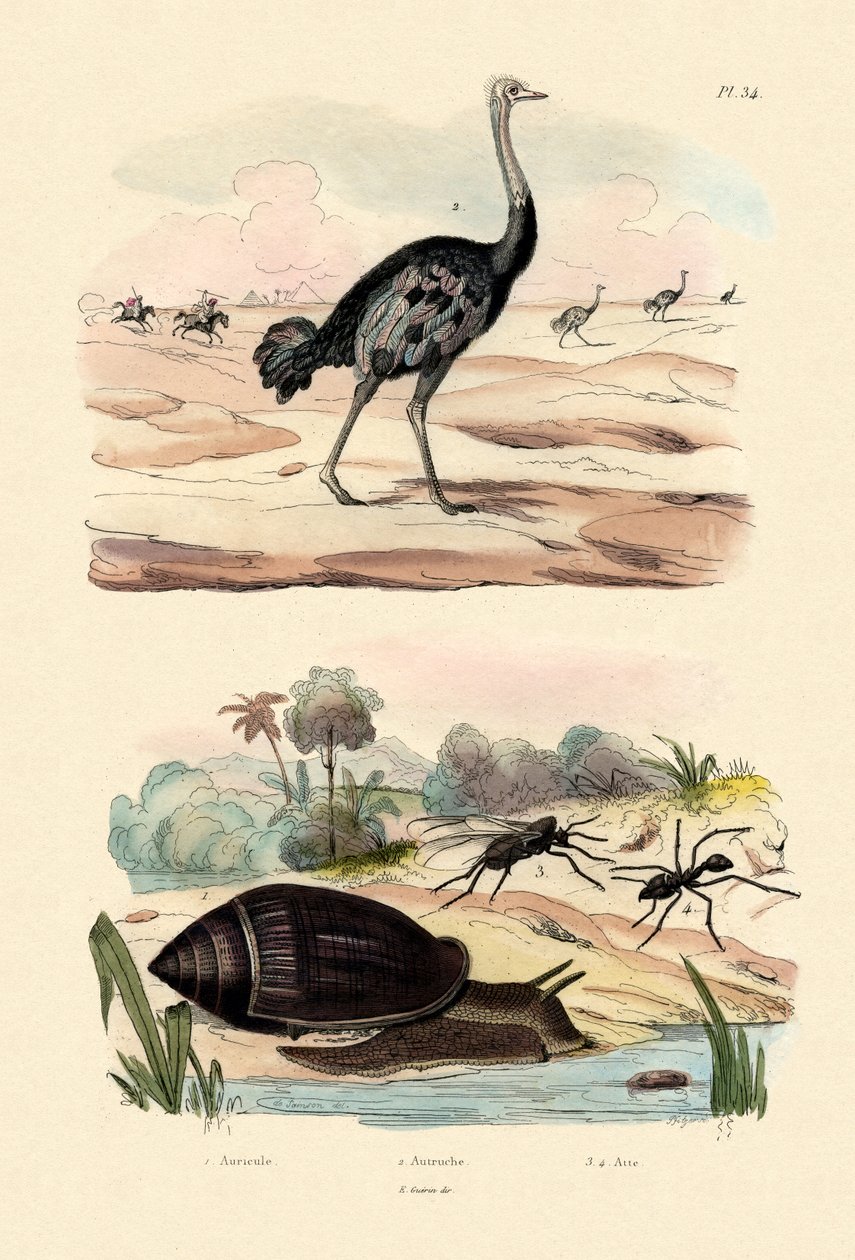 Herold Ślimak, 1833-39 autorstwa French School