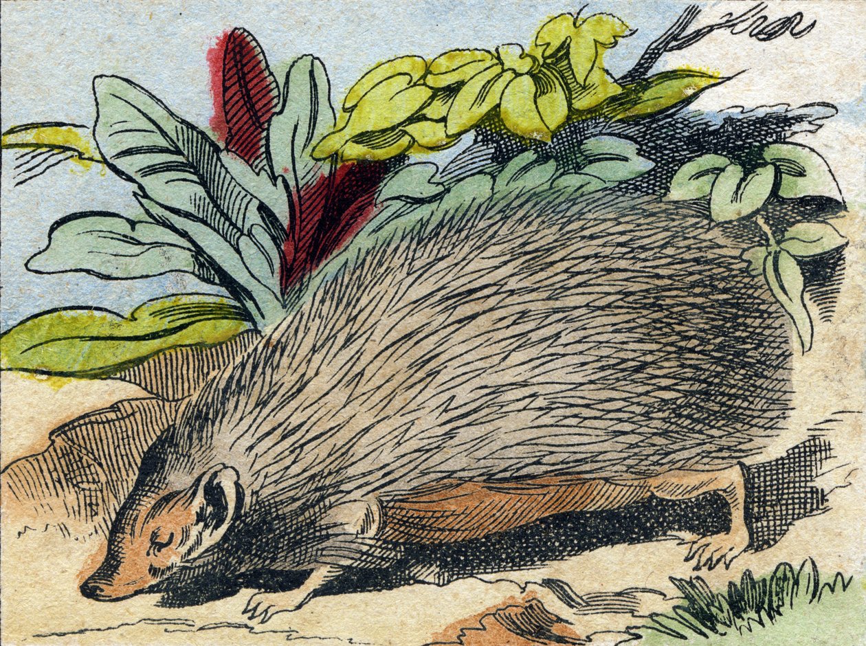 Herisson. Grawerowanie w „Buffon Alphabet des Animaux”. III seria N 1. Obrazowanie Epinal, Epinal, koniec XIX wieku. 16 stron. Wymiary: 28x21cm autorstwa French School