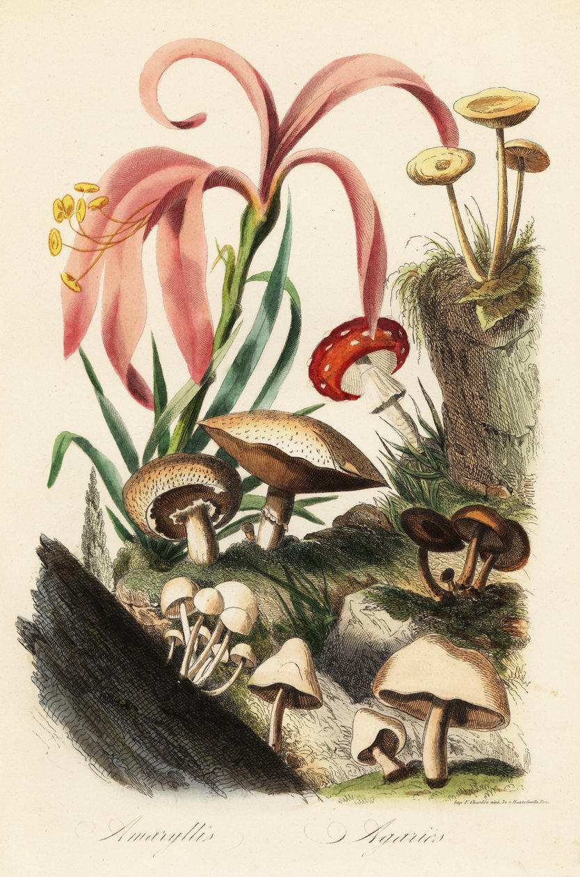 Gatunki Hippeastrum, muchomor, Amanita muscaria, Muchomor cesarski, Grzyb Cezara, Muchomor cesarski i inne grzyby autorstwa French School