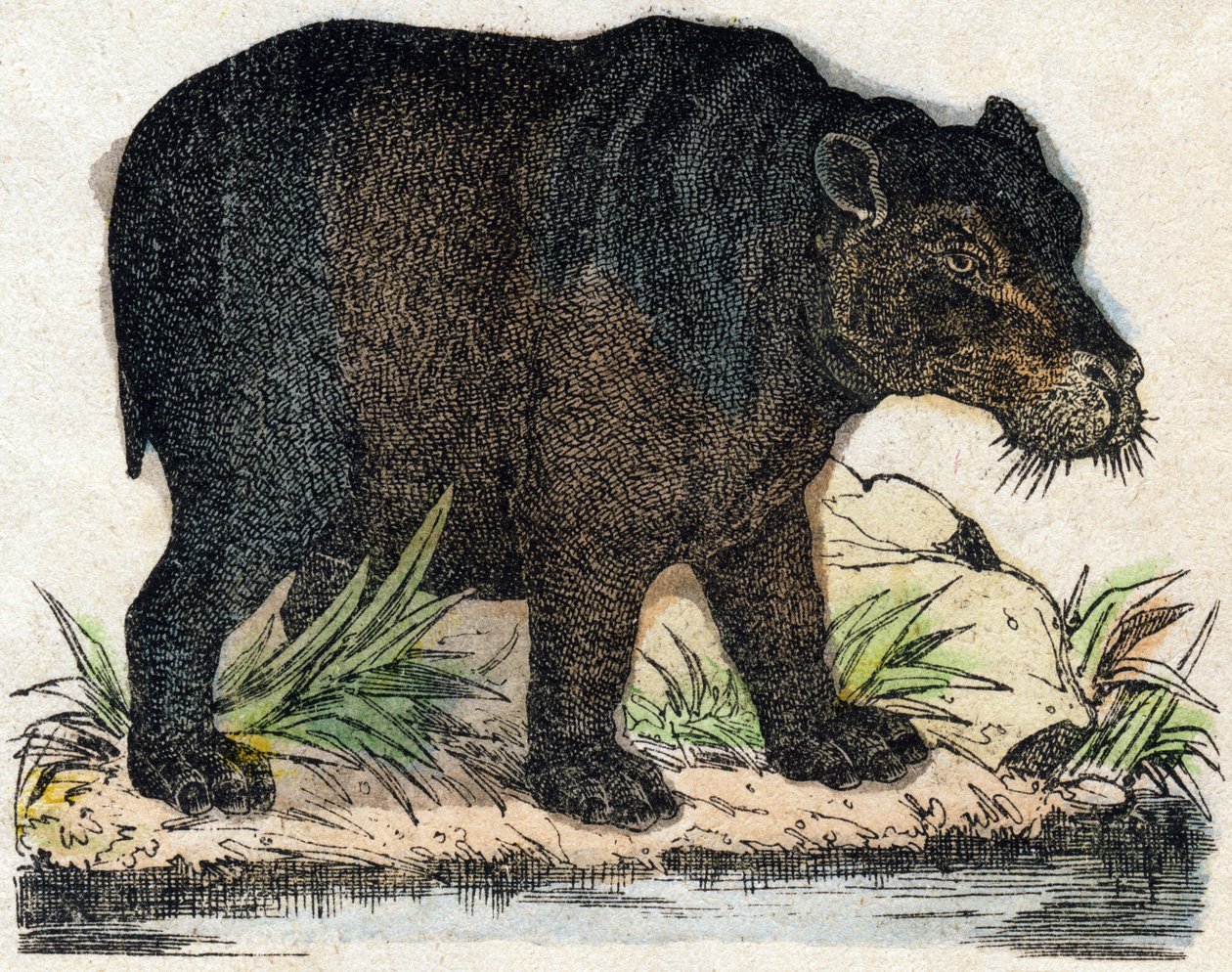 Hippotam. Grawerowanie w „Alfabet des animaux sauvages””. 9. seria. Obraz Epinal, Pellerin, drukarz-wydawca, ok. 1870 r. Ryciny na drewnie, szablon. 16 stron. Wymiary: 20 x 15 cm. Prywatna kolekcja autorstwa French School