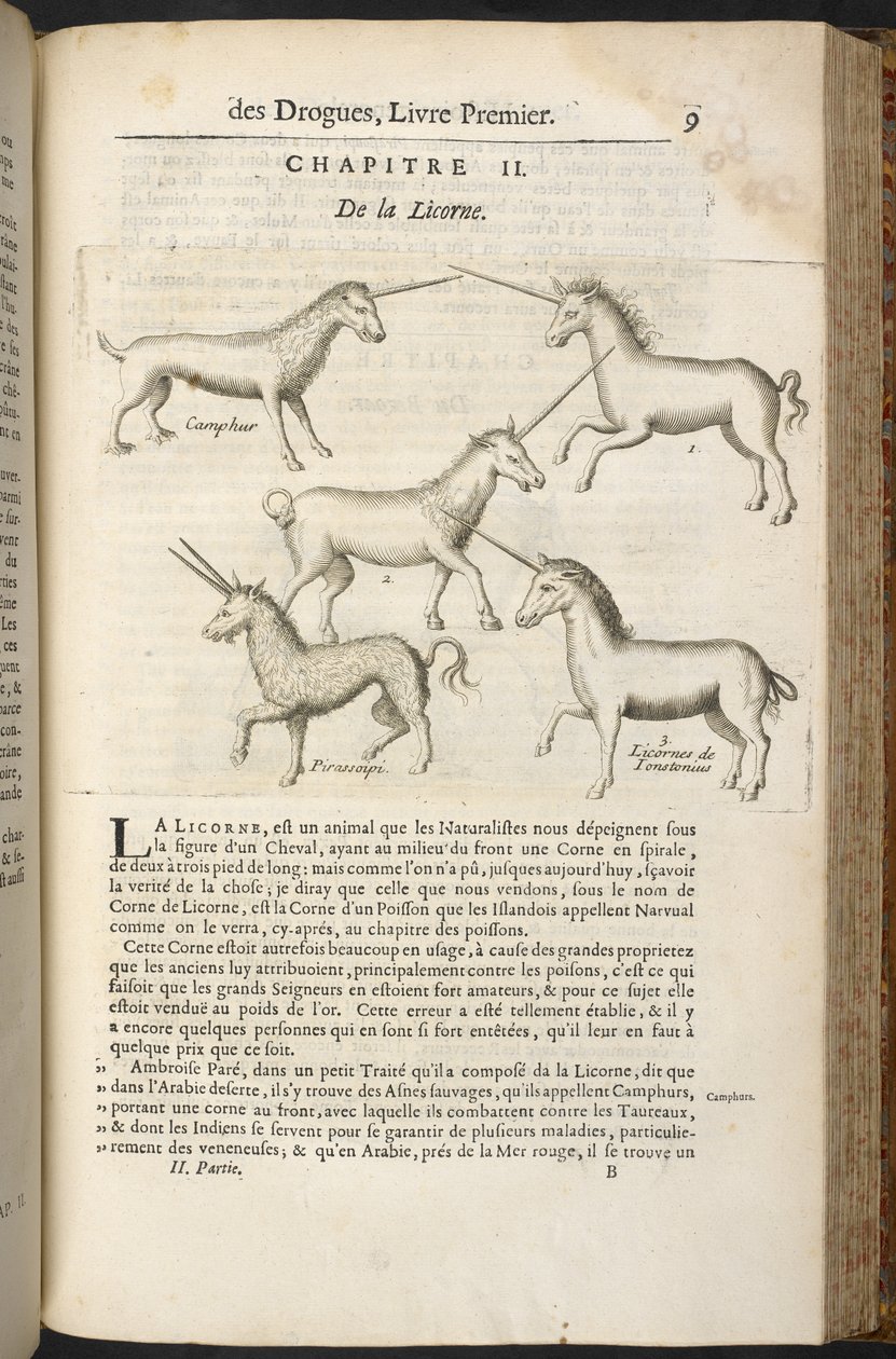 „Ogólna historia narkotyków, zajmująca się roślinami, zwierzętami i minerałami…” Pierre Pomet autorstwa French School