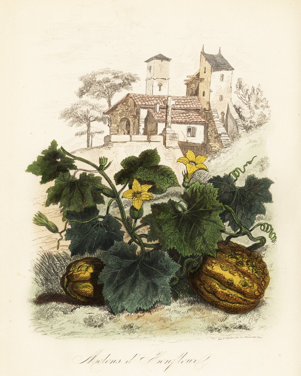 Melon Honfleur, Cucumis melo autorstwa French School