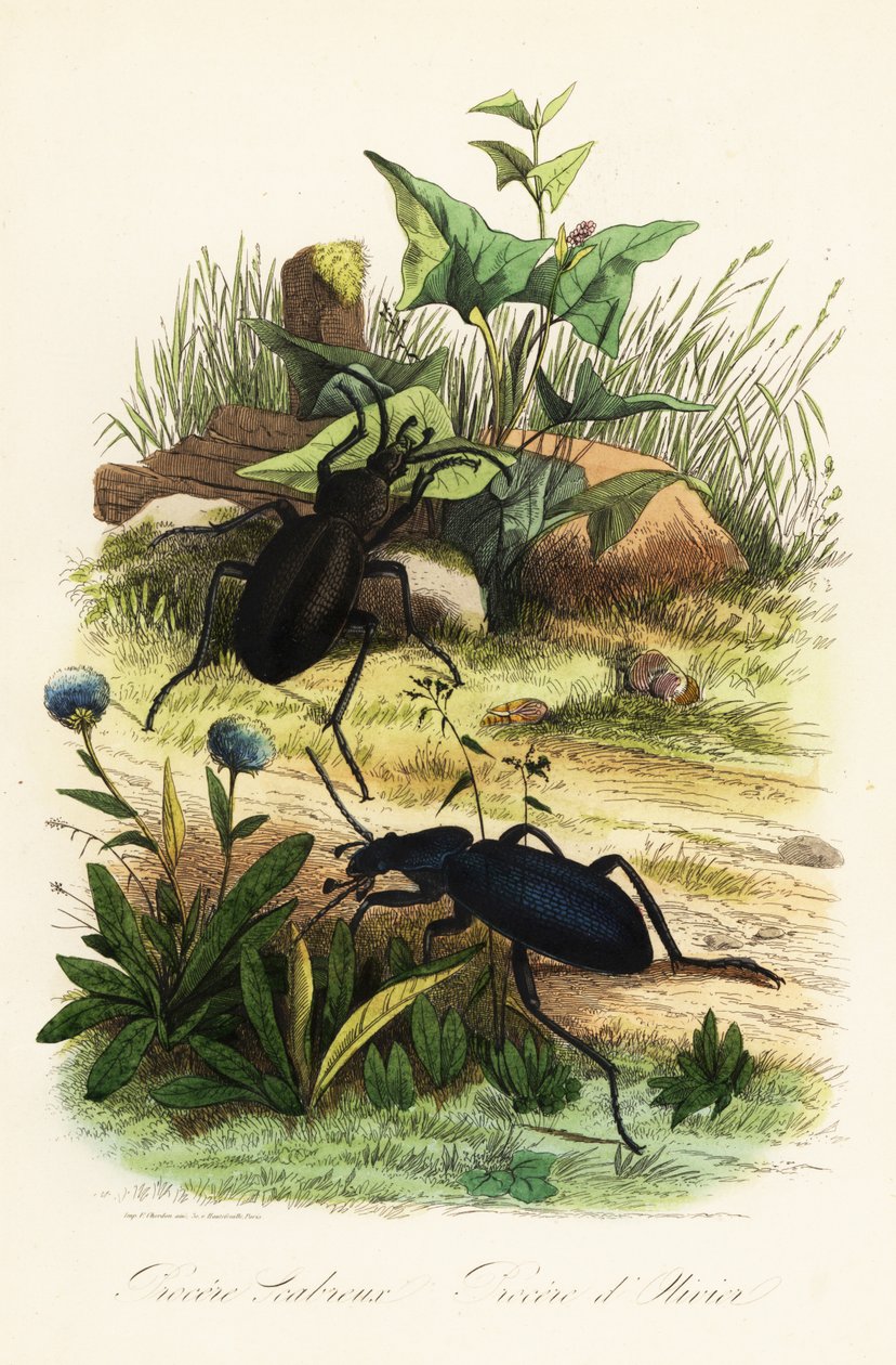 Olbrzymie fioletowe biegaczowate, Carabus scabrosus autorstwa French School