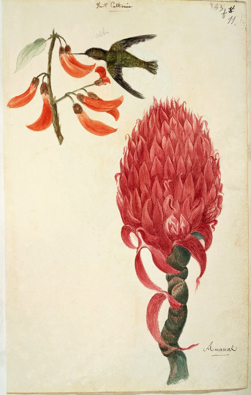 Koliber (Trochilidae) i ananas (Ananas comosus) – Lejeune autorstwa French School