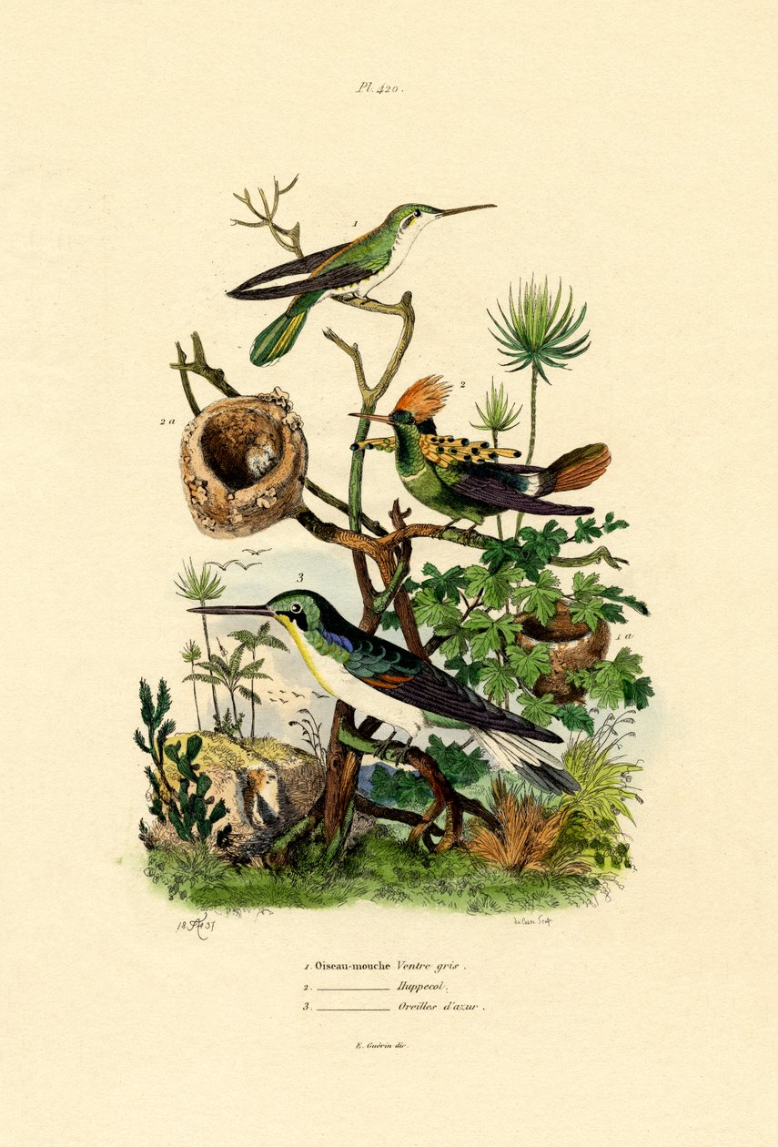 Kolibry, 1833-39 autorstwa French School