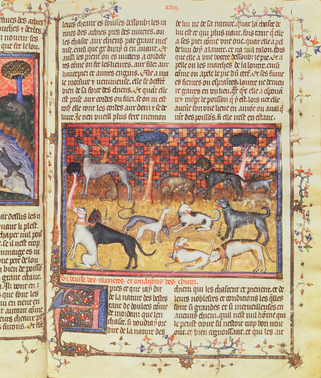 Psy myśliwskie Gastona III, hrabiego Foix Phebus the Hunter (1331-91), z Livre de la Chasse, 1387-89 (gwasz na pergaminie) autorstwa French School