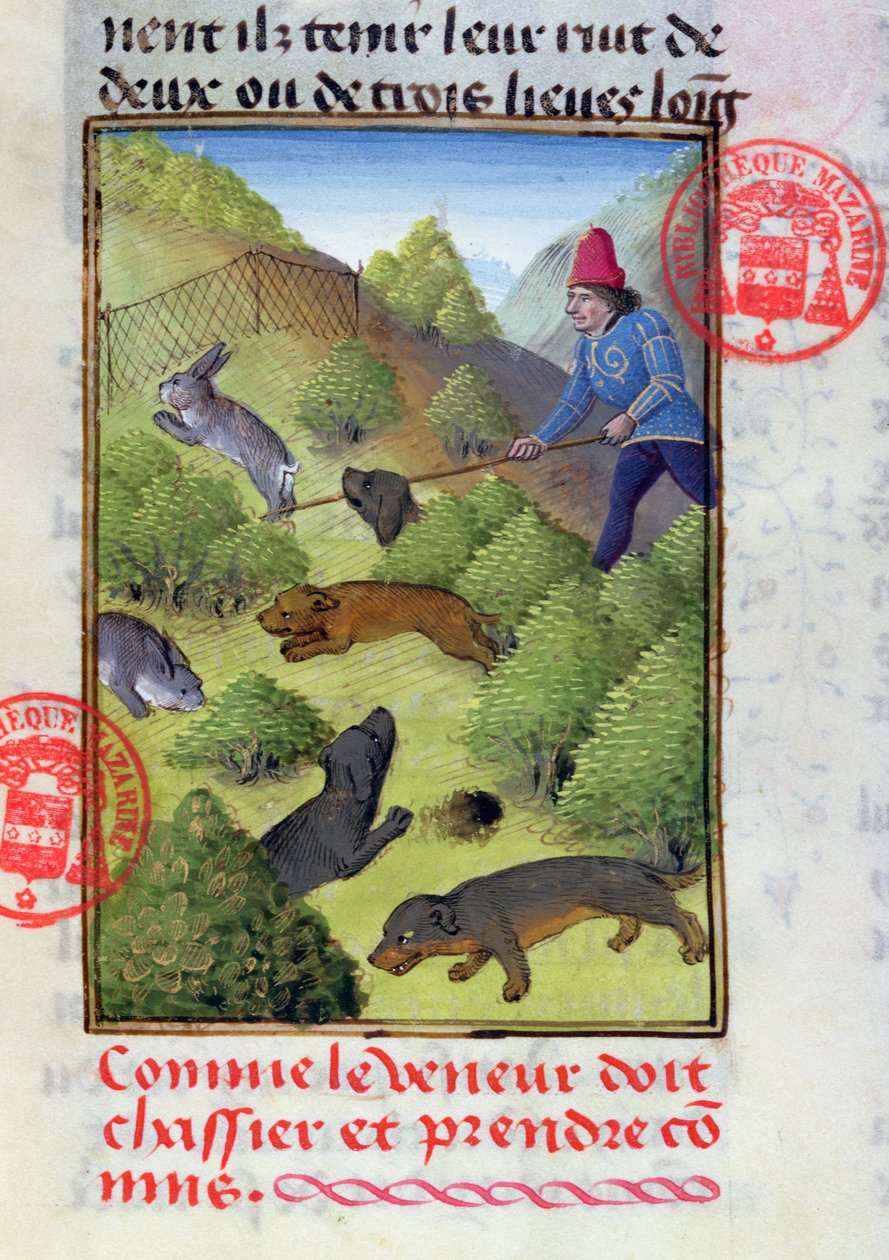 Polowanie na króliki z psami i sieciami, z Livre de la Chasse Gastona Phebusa, początek XV w. autorstwa French School