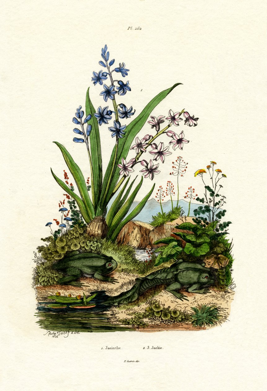 Kwiat Hiacynt, 1833-39 autorstwa French School