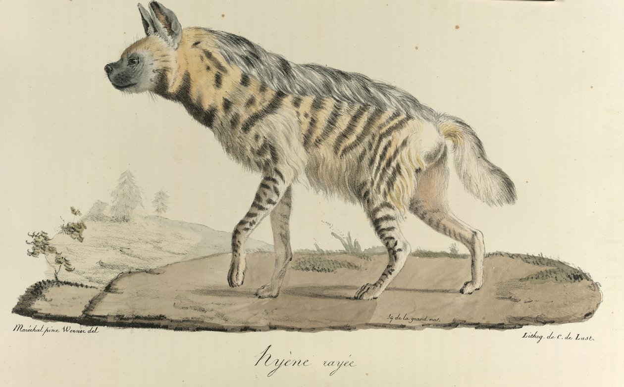 Hiena, hiena pręgowana, z historii naturalnej ssaków (kolor lito) autorstwa French School