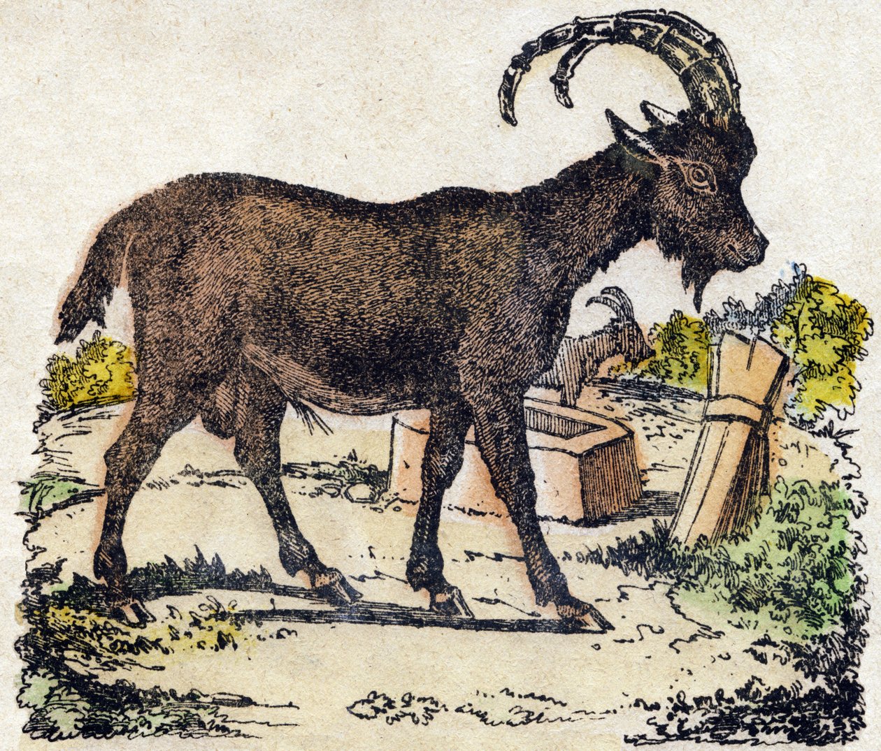 Koziorożec alpejski. Grawerowanie w „Alfabet des animaux sauvages””. 9. seria. Obraz Epinal, Pellerin, drukarz-wydawca, ok. 1870 r. Ryciny na drewnie, szablon. 16 stron. Wymiary: 20 x 15 cm. Prywatna kolekcja autorstwa French School