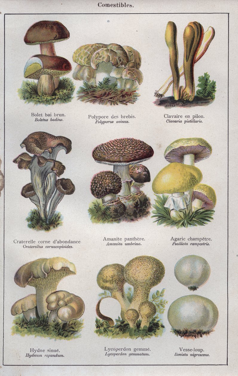Ilustracja do "Traite de medecine et d