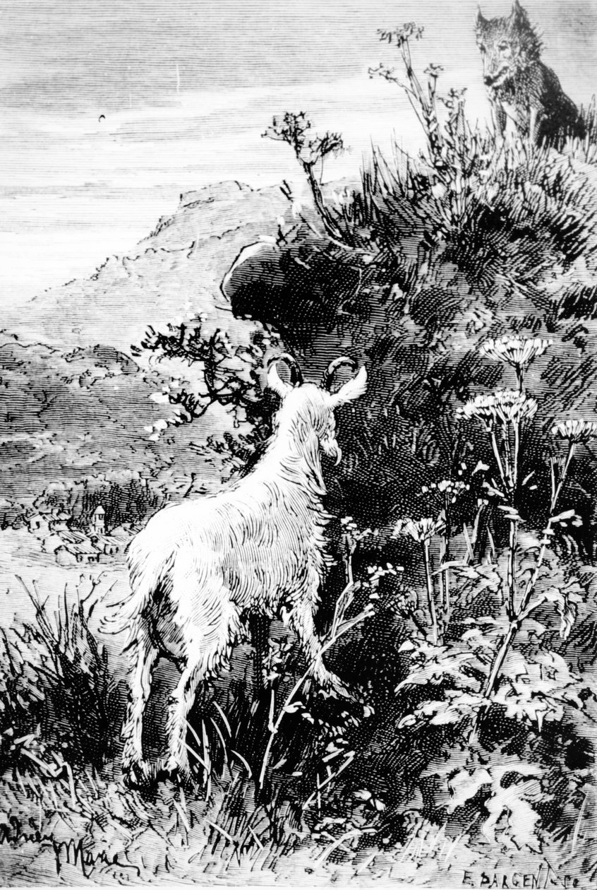 Ilustracja z Mr. Seguins Goat autorstwa Alphonse
