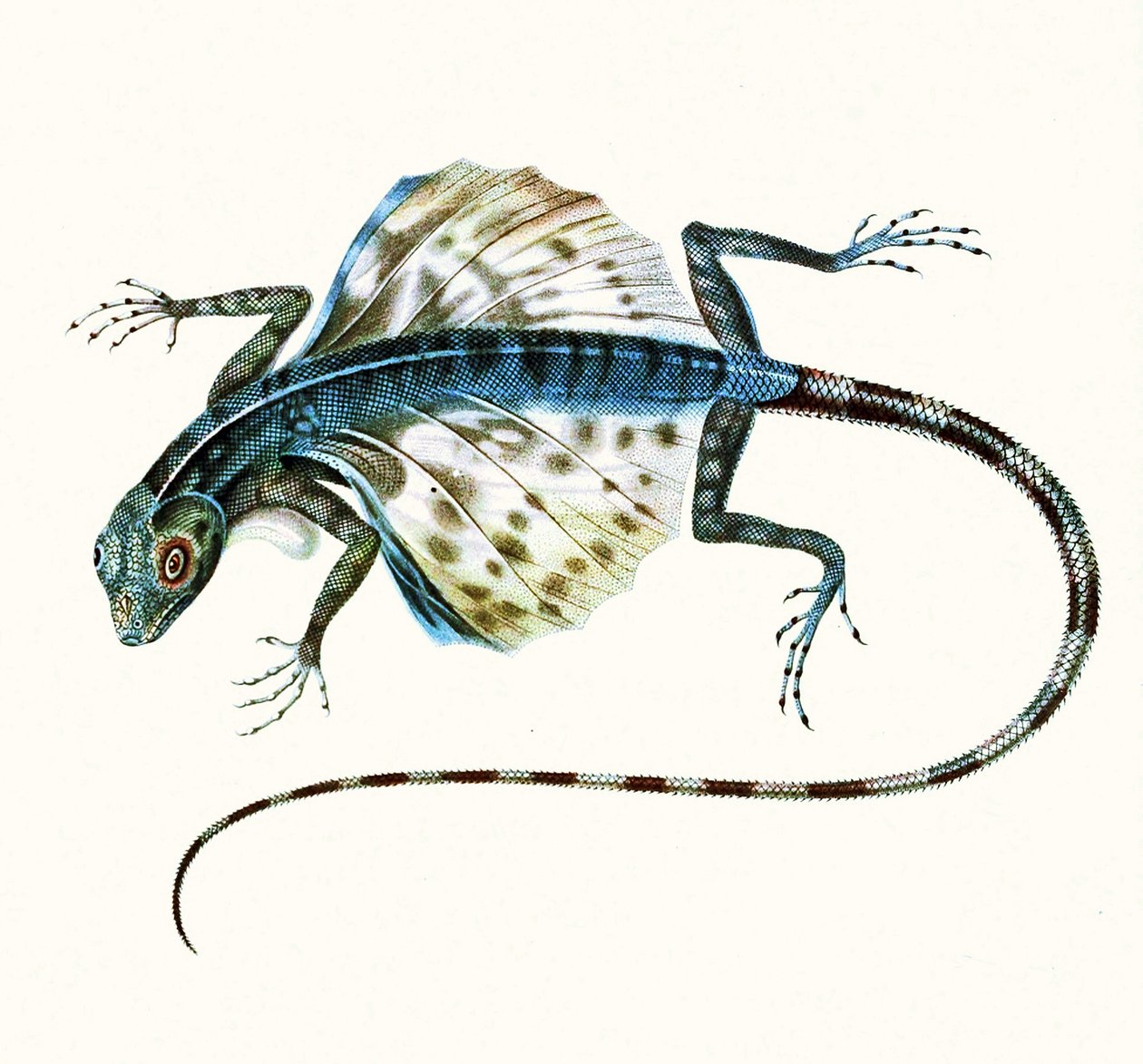 Ilustracja szybującej jaszczurki - Draco Volans 1831 (kolorowa grawerunek) autorstwa French School
