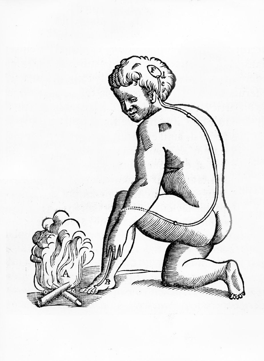 Ilustracja działania przewodów szyszynki w ludzkim układzie nerwowym w odniesieniu do reakcji na ogień z Tractatus de Homine, opublikowanej w Amsterdamie przez Elsevier, 1677 (lasy autorstwa French School