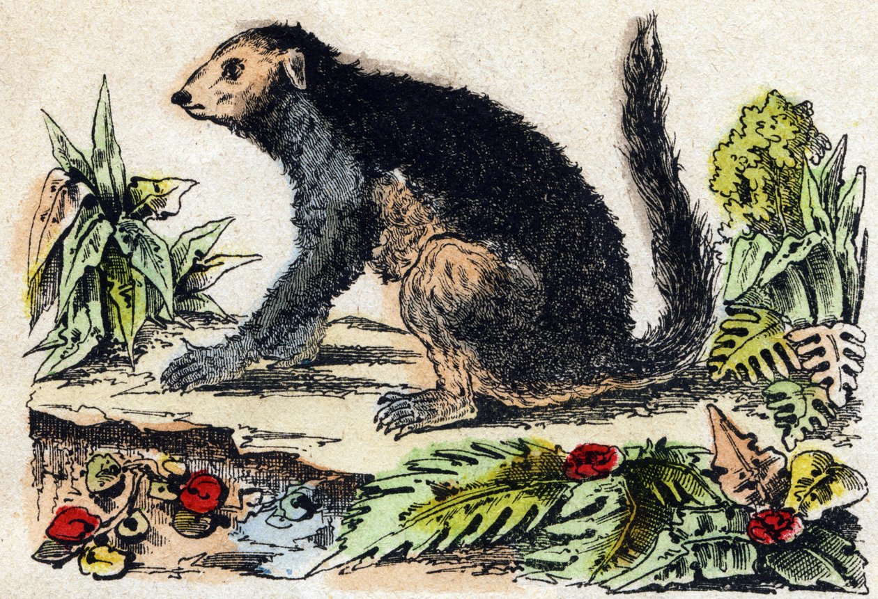 Indri (lemuryjski). Grawerowanie w „Alfabet des animaux sauvages””. 9. seria. Obraz Epinal, Pellerin, drukarz-wydawca, ok. 1870 r. Ryciny na drewnie, szablon. 16 stron. Wymiary: 20 x 15 cm. Prywatna kolekcja autorstwa French School