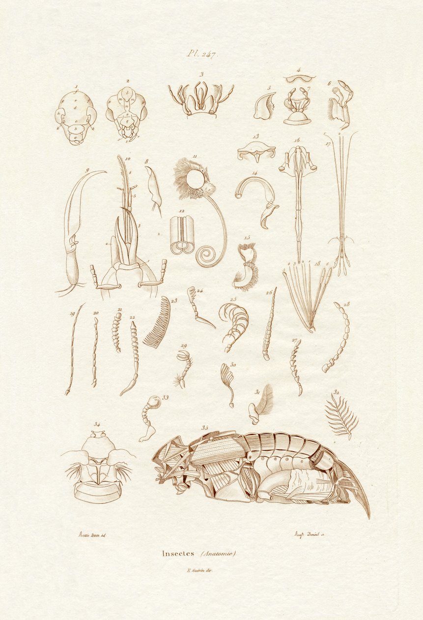 Owady, 1833-39 autorstwa French School