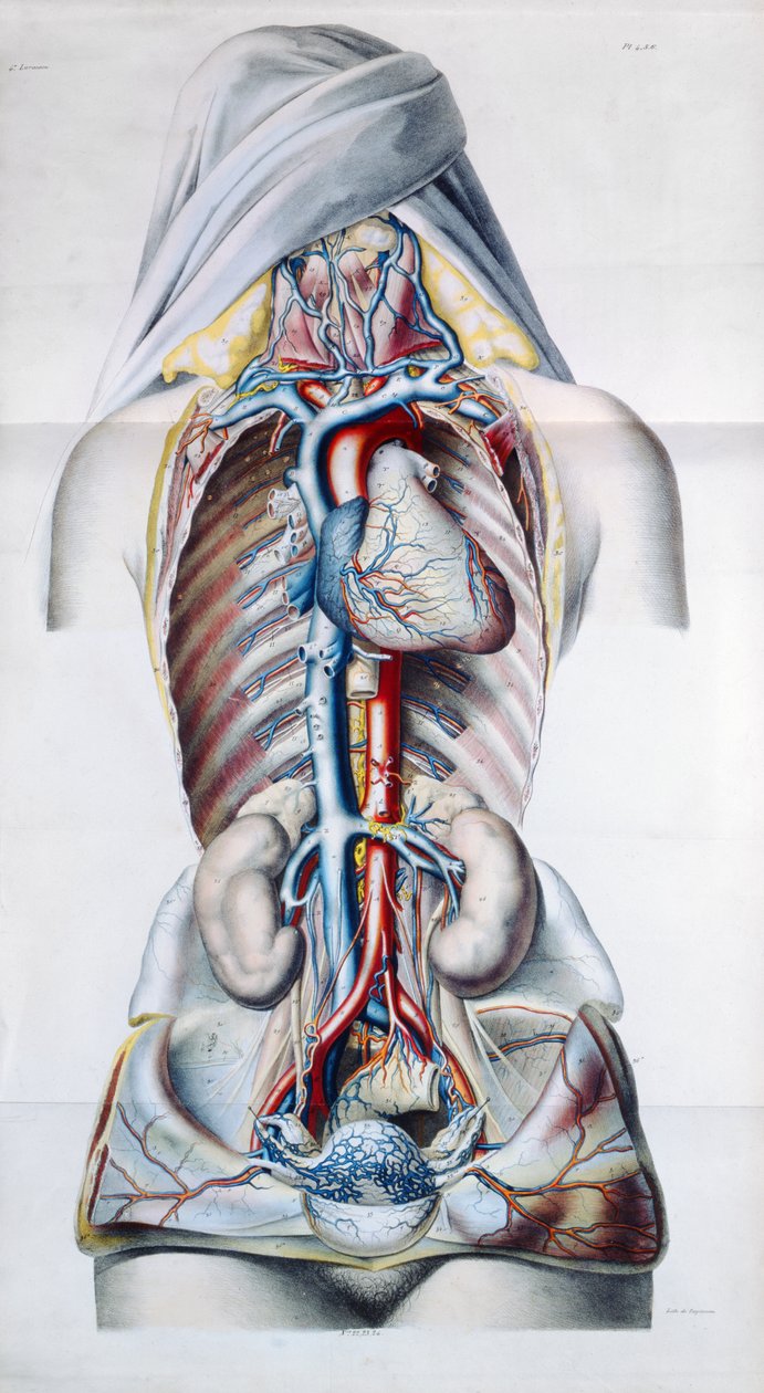 Narządy wewnętrzne kobiety, płyta z badań anatomicznych, fizjologicznych i patologicznych układu żylnego Gilberta Brescheta (1784-1845) rytowana przez Engelmanna, Paryż, 1829 autorstwa French School