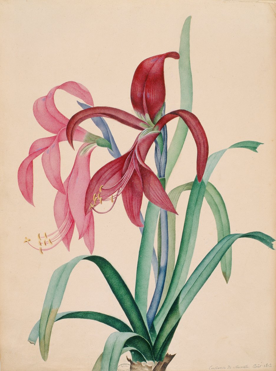 Irys, 1812 autorstwa French School
