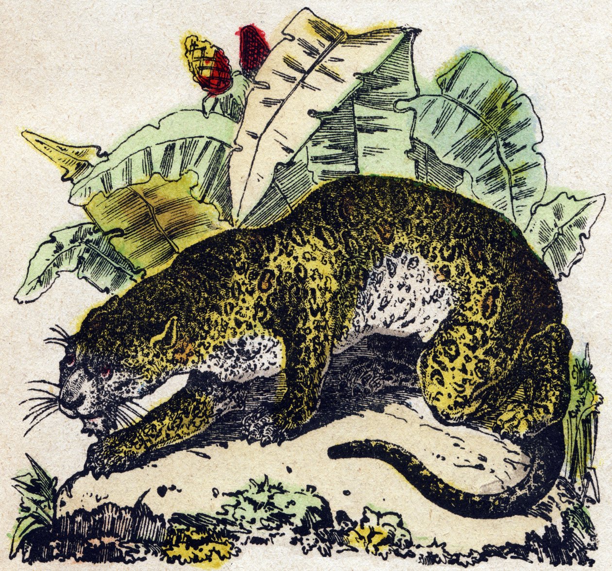 Jaguar. Grawerowanie w „Alfabet des animaux sauvages””. 9. seria. Obraz Epinal, Pellerin, drukarz-wydawca, ok. 1870 r. Ryciny na drewnie, szablon. 16 stron. Wymiary: 20 x 15 cm. Prywatna kolekcja autorstwa French School