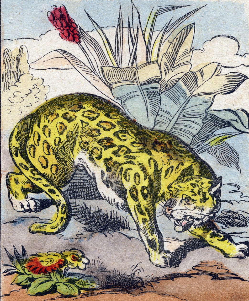 Jaguar. Grawerowanie w „Buffon Alphabet des Animaux”. III seria N 1. Obrazowanie Epinal, Epinal, koniec XIX wieku. 16 stron. Wymiary: 28x21cm autorstwa French School