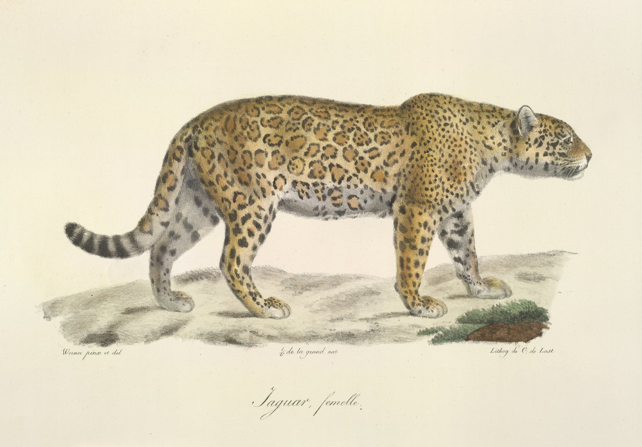 Jaguar, samica, z Historii Naturalnej Ssaków (kolor lito) autorstwa French School