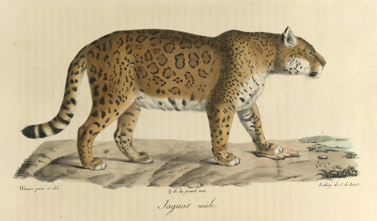 Mężczyzna jaguar. Samiec jaguar z Historii Naturalnej Ssaków (kolor lito) autorstwa French School