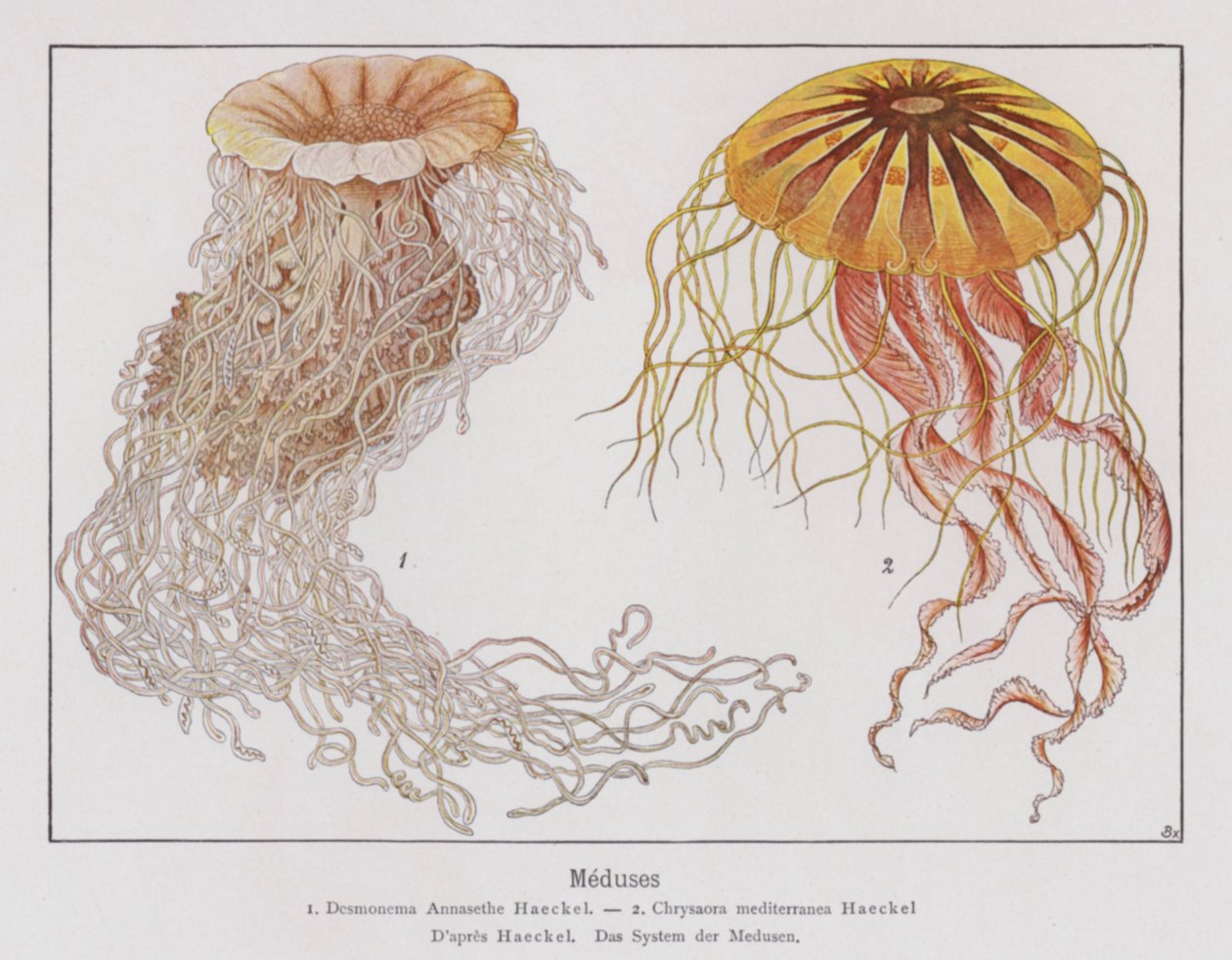 Meduza (kolorowa litografia) autorstwa French School