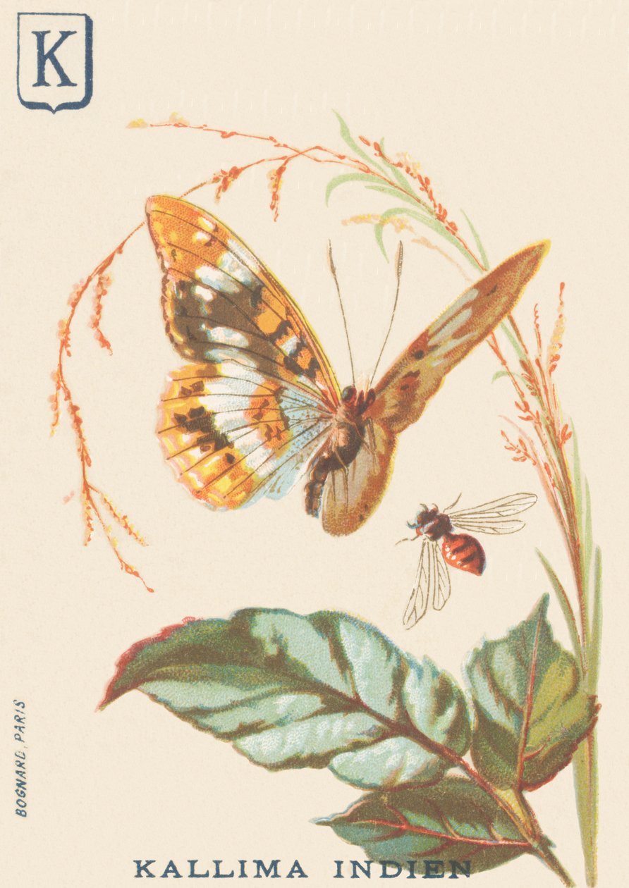 K: indyjska Kallima (cethosia biblis) autorstwa French School