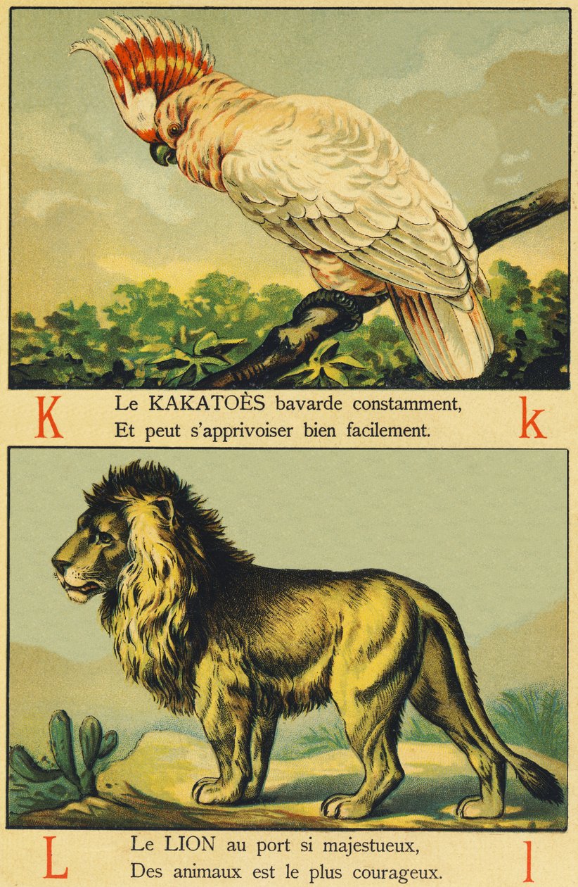 K jak Kakatoes i L jak Lion autorstwa French School
