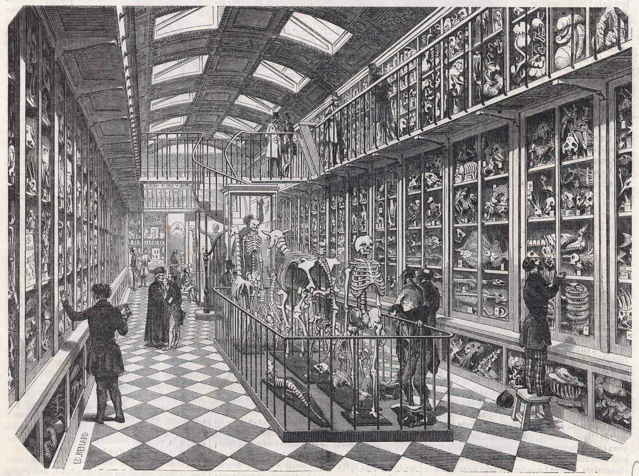 Paryska Szkoła Medyczna - Galeria Anatomii Porównawczej - Grawerowanie w „Tableau-de-Paris” Edmonda Texiera 1852. autorstwa French School