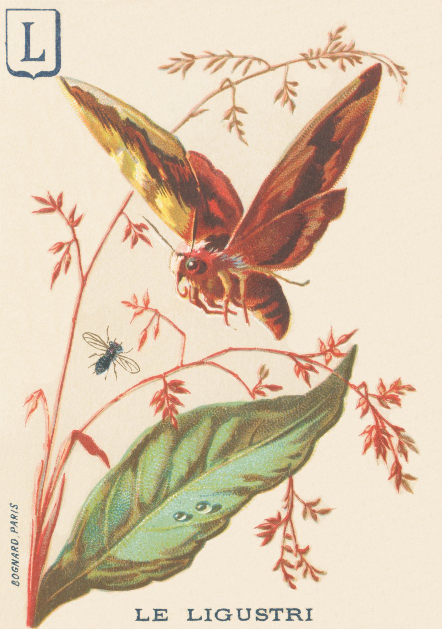 L: Ligustri (Sfinks ligustri lub Troene Sphinx) autorstwa French School