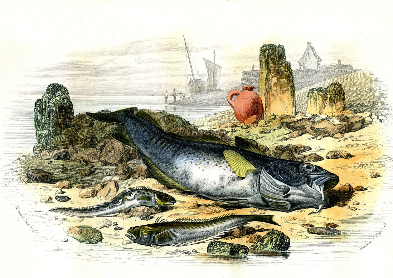 Jajorodna Blennie (Blennius viviparus), poniżej trachine vive i dorsza gadowego - Płyta wydobyta z Histoire Naturelle przez Bernarda Germaina de Lacepede (1856-1925), wydanie P.Furme, Paryż autorstwa French School