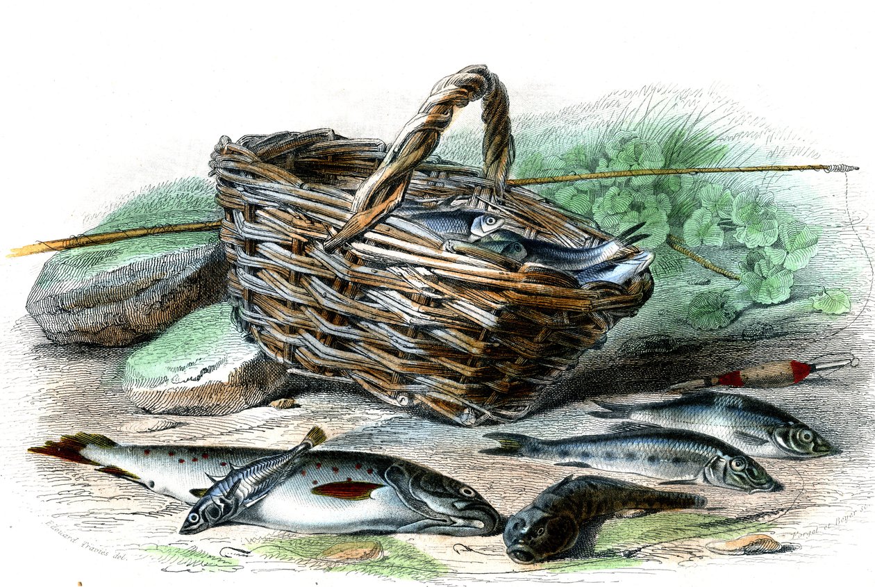 Pstrąg (Salmo Trutta), cote Chabota (Collus Chabraea), szpinak (Gasterosteus aculeatus), jesiotr (Gobio Gobio), jesiotr (Alburnus Alburnus) - Tablica z Historii Naturalnej Bernarda Germaina de Lacepede (1856-1925) , wyd. P.Furme, Paryż autorstwa French School