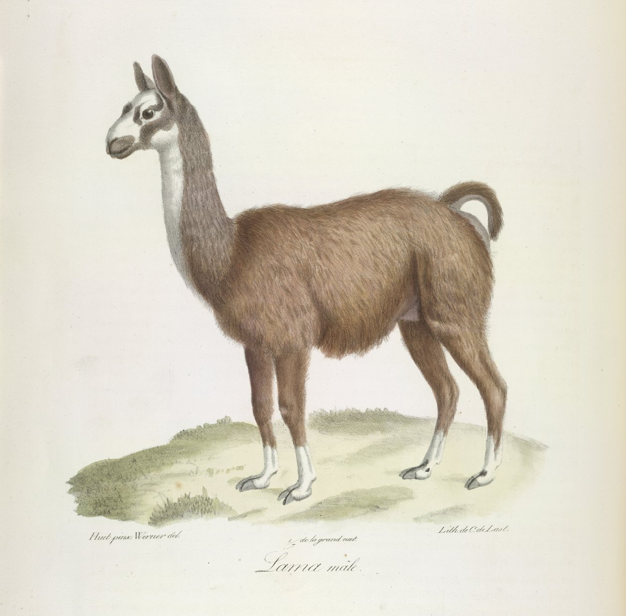 Samiec lamy, z historii naturalnej ssaków (kolor lito) autorstwa French School