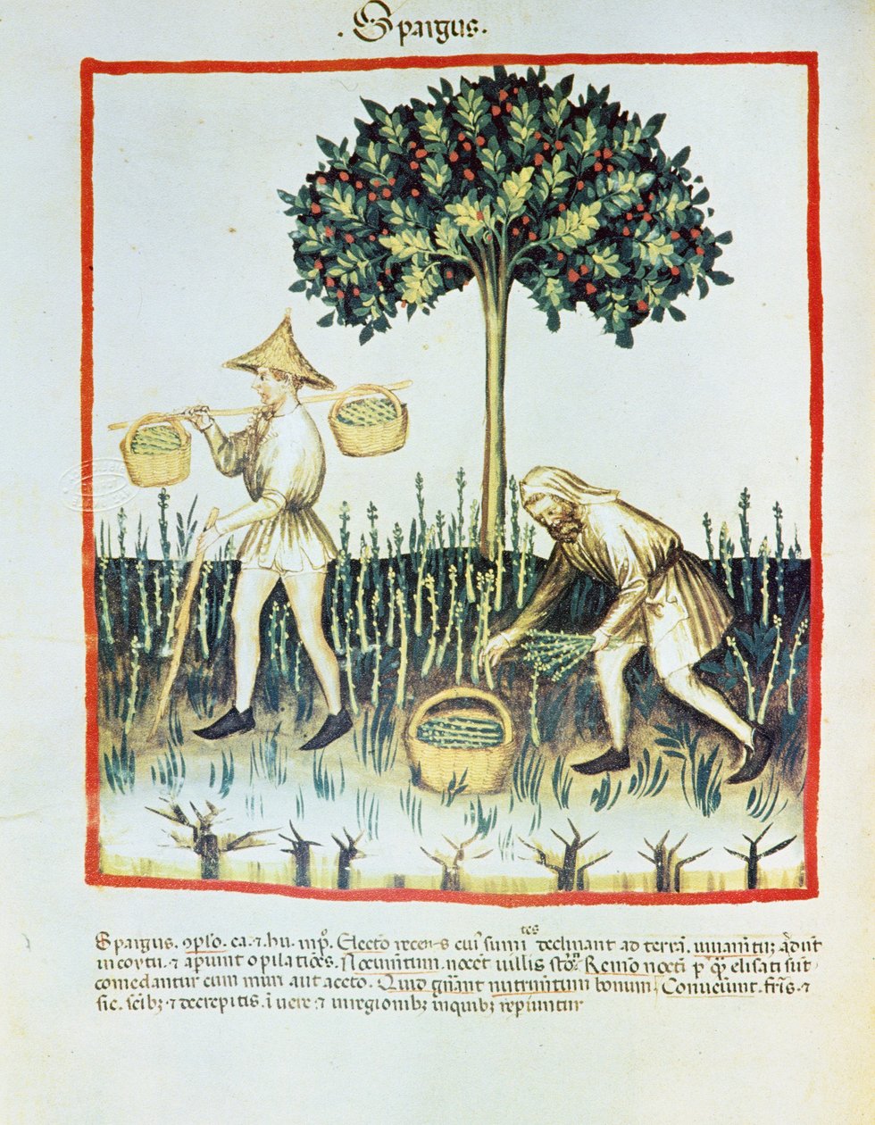 Lat. 9333 folio 23v "Spargus" (zbieracze szparagów) z Tacuinum sanitatis, Ibn Butlân (welin) autorstwa French School